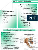 OSTEOLOGIA, Miembro Inferior