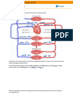 Circulatory System Diagram