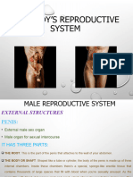 Reproductive System Power Point Ackroyd