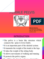 Female Pelvis