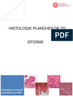 Schémas D'histologie