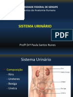 Sistema Urinário