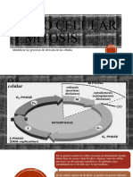 Mitosis 2° Medio