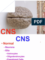 L4 - Pathology of CNS Pt1