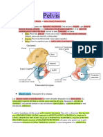 Pelvis