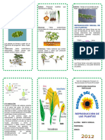 Triptico La Reproduccion de Las Plantas