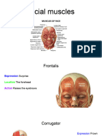 Facial Muscles