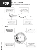 Human Sex Cells Worksheet Answers