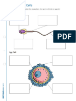 Human Sex Cells Worksheet