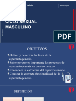 Sistema Reproductor Masculino