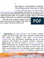 Zygospore: Phylum: Zygomycota