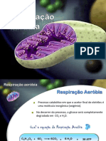 PPTB18-Atividade Respiração Aeróbia