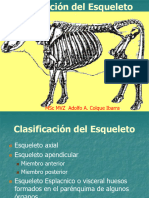 Anatomía Veterinaria 6