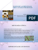 Sintomatología de Las Principales Enfermedades Causadas Por Hongos