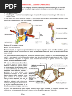 Huesos de La Columna Vertebral