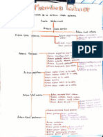 Arterias y Venas de Miembro Inferior Esquema