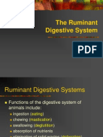 Ruminant Digestive System