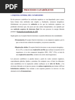 Procesos Catabólicos Carbohidratos y Lípidos