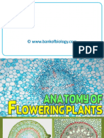 6 Anatomy of Flowering Plants