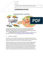 Guía Biologia de Los Ecosistemas Respiración Celular