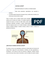 Sistema Nervioso Central Humano