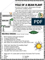 The Life Cycle of A Bean Plant: Seed Germination Seedling