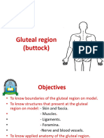 Muscles of The Gluteal Region