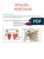 Musculos de La Espalda