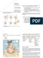 Neurofisiologia - Resumo