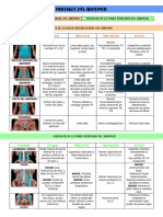 Musculos Del Abdomen