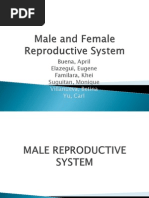 Male and Female Reproductive System