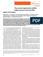 2020-AMPK Controls The Axonal Regenerative Ability of Dorsal Root Ganglia Sensory Neurons After Spinal Cord Injury