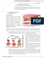 2023 RUSTEIN BIO 13 TejidoMuscular