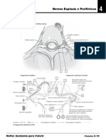 Nervos Espinais e Periféricos: Netter Anatomia para Colorir