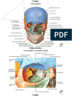 Atlas de Anatomia Humana - Netter (Português) - Text