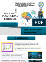 Neuronas, Sinapsis y Neuroplasticidad Cerebral