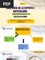 Anatomia de Hipofisi e Hipotálamo