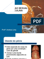 Disfuncao Masculina