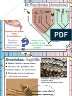 Cordados II Amniotas - Slides