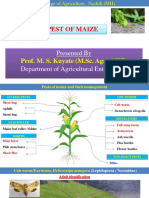 Pest of Maize