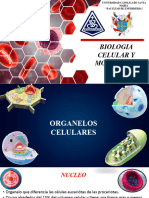 Organelos Celulares