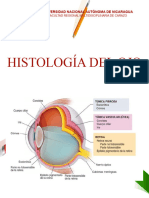 Histologia de Ojo - Retina