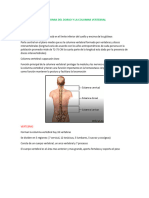 Anatomia Del Dorso y La Columna Vertebral