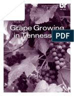 Grape Growing in Tennessee