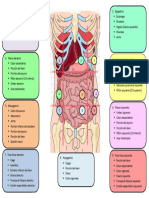 Regiones Abdominales