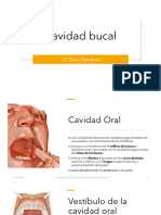 Cavidad Bucal y Nasal