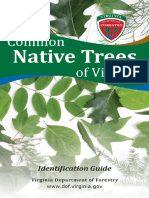 Common Native Trees ID - Pub