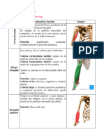 Músculos Del Brazo y Antebrazo