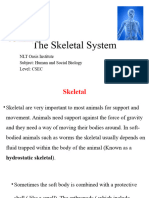 The Skeletal System Lesson