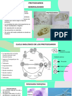 Ciclo de Vida de Parásitos Protozoarios